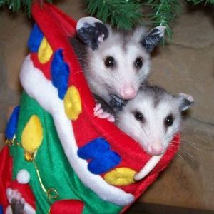 Meet your Posher, Early